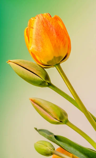 Flores de tulipanes rojos, amarillos y naranjas de cerca, aisladas — Foto de Stock