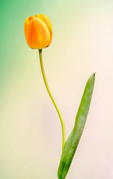 Flor de tulipán rojo, amarillo y naranja de cerca, aislada — Foto de Stock