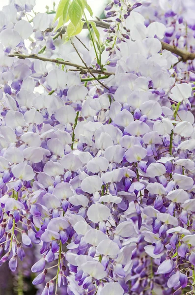 Leylak rengi Wisteria sinensis (Çin wisteria), Glicina ağaç çiçek — Stok fotoğraf