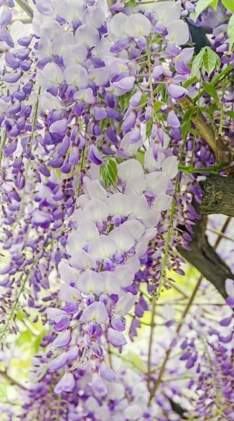 Mauve Wisteria sinensis (Китайская wisteria), цветы дерева Glicina — стоковое фото