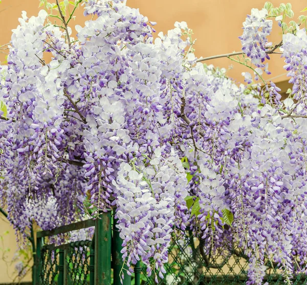Mauve Wisteria sinensis (kinesisk wisteria), Glicina träd blommor — Stockfoto