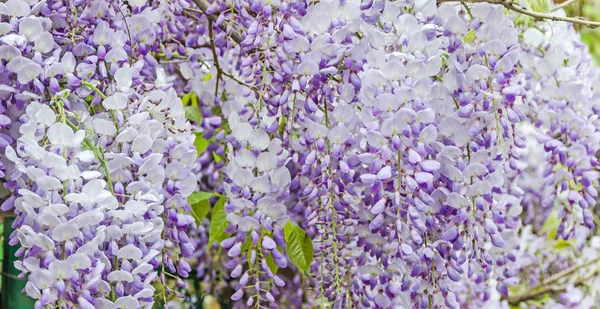 Malva Wisteria sinensis (glicina china), flores de árbol de Glicina —  Fotos de Stock