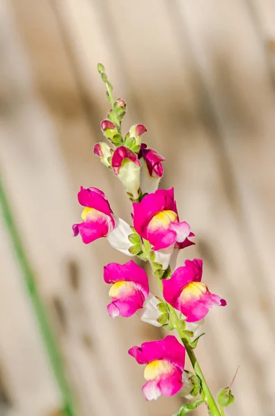 Red with yellow Antirrhinums, dragon flowers or snapdragons — Stock Photo, Image