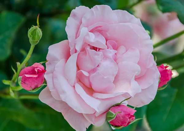ピンクのバラの花蕾、クローズ アップ、分離 — ストック写真