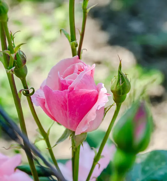 Pink roses flowers with bud, close up, isolated — Stock Photo, Image