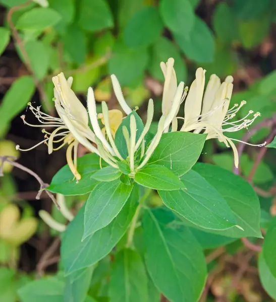 Lonicera caprifolium (geit-blad kamperfoelie, Italiaanse kamperfoelie — Stockfoto