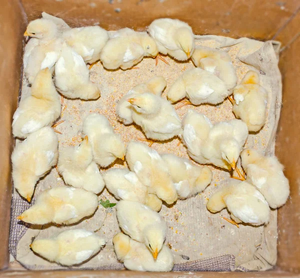 Gele pluizige baby kippen in een doos, peepers — Stockfoto