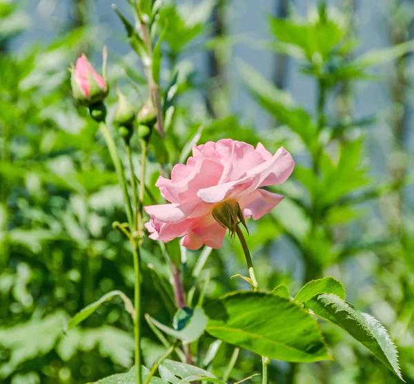 粉色的玫瑰花朵芽，关闭，孤立 — 图库照片