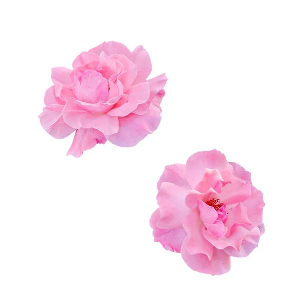 Rosa rosor blommor, närbild, isolerade — Stockfoto