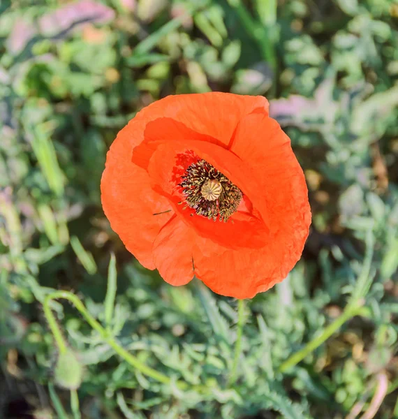 緑のフィールドに赤いケシの花をクローズ アップ — ストック写真