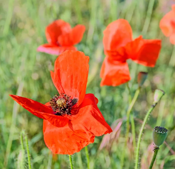 緑のフィールドに赤いケシの花をクローズ アップ — ストック写真