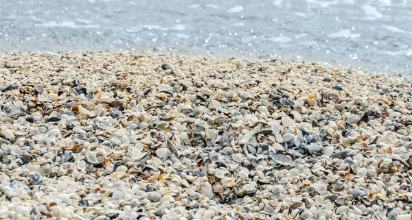 Muscheln im Sand am Strand, in der Nähe von blauem Wasser, Nahaufnahme — Stockfoto