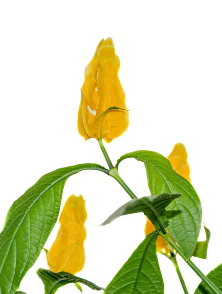 Pachystachys lutea gul blomma, kallas Lollipop växt — Stockfoto