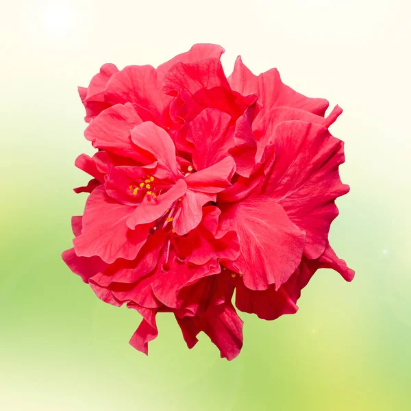 Hibiscus rosa-sinensis red flower, known as Chinese hibiscus — Stock Photo, Image