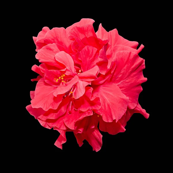 Hibiscus rosa-sinensis flor roja, conocido como hibisco chino — Foto de Stock