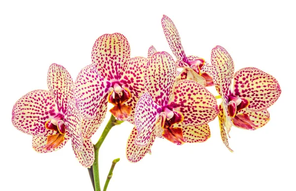 Paarse orchidee tak bloemen met toppen, Orchidaceae, Phalaenopsis — Stockfoto