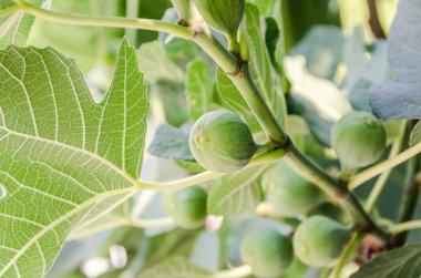 Ficus carica, dut ailesinin yeşil meyveler