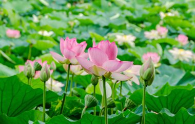 Pembe, beyaz, sarı nuphar çiçekler, yeşil alan Gölü, nilüfer