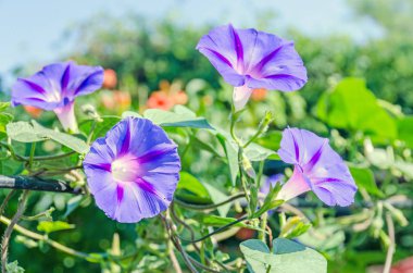 Ipomoea purpurea leylak rengi çiçek, mor, uzun veya ortak sabah