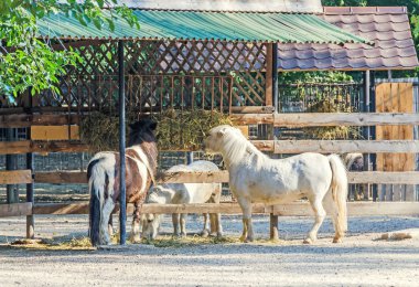 Hayvanat bahçesinde renkli Ponys, yakın yukarı
