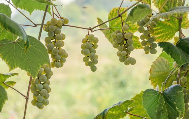 Beyaz üzüm meyve asmak, Vitis vinifera (üzüm asma) yeşil git