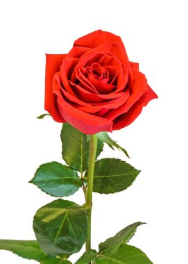 Kırmızı gül çiçek, yeşil yapraklar, yakın çekim, izole üzerinde beyaz