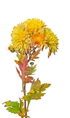 Sarı, turuncu kasımpatı çiçekleri, anneler veya chrysanths