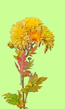 Sarı, turuncu kasımpatı çiçekleri, anneler veya chrysanths