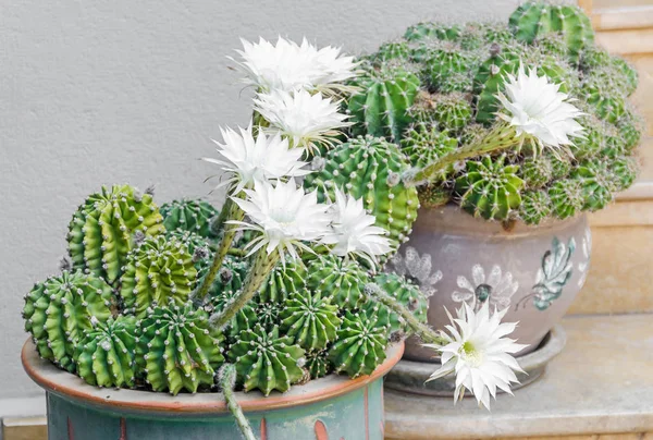 Białe kwiaty Kaktus, zielony Kaktus, doniczki, bliska. — Zdjęcie stockowe