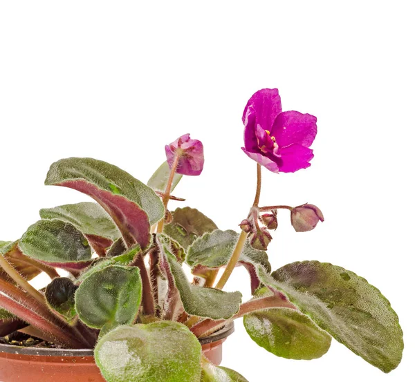 Violet Saintpaulias flowers, commonly known as African violets, — Stock Photo, Image