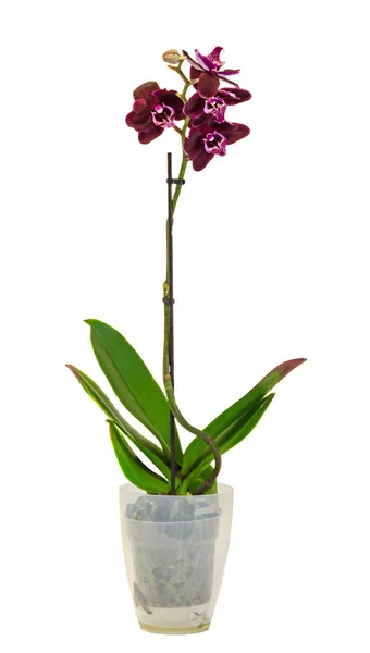 Flores roxas da orquídea do ramo em um vaso branco, Orchidaceae, Phal — Fotografia de Stock