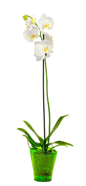 Weiße Zweigorchideenblüten in einer grünen Vase, Orchideengewächse — Stockfoto