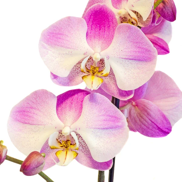 Rózsaszín ág orchidea virágok, Orchidaceae, Phalaenopsis — Stock Fotó