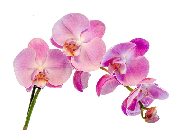 Pink branch orchid  flowers, Orchidaceae, Phalaenopsis — Stock Photo, Image