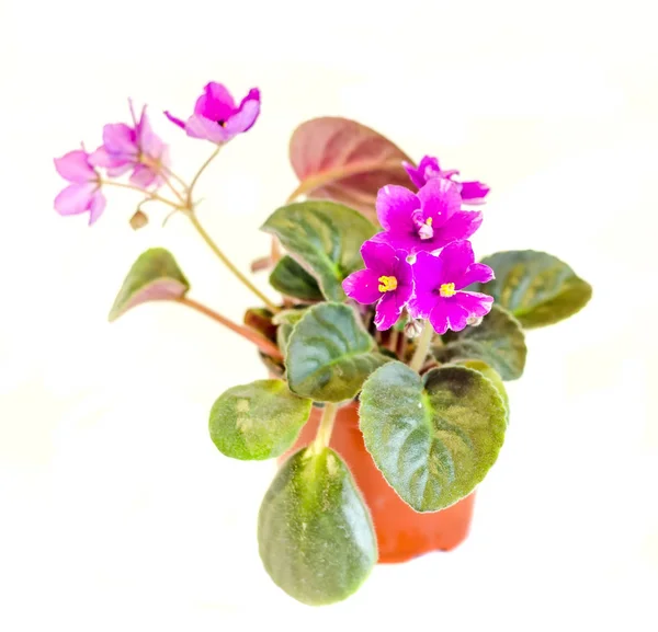 Violet Saintpaulias flowers, commonly known as African violets, — Stock Photo, Image