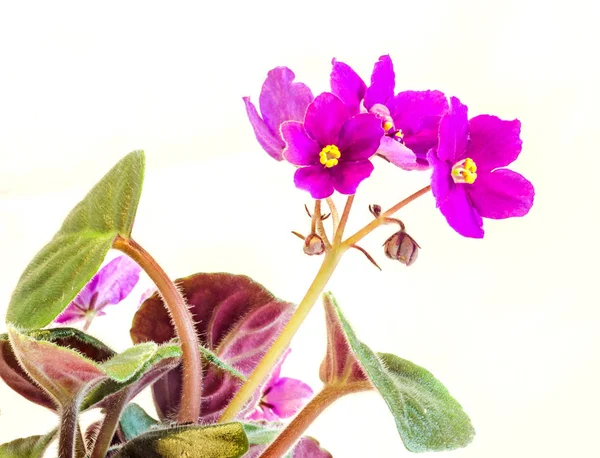 Violet Saintpaulias flowers, commonly known as African violets, — Stock Photo, Image