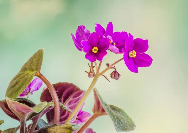 Fialové květy živinami, běžně známý jako africké fialky, — Stock fotografie