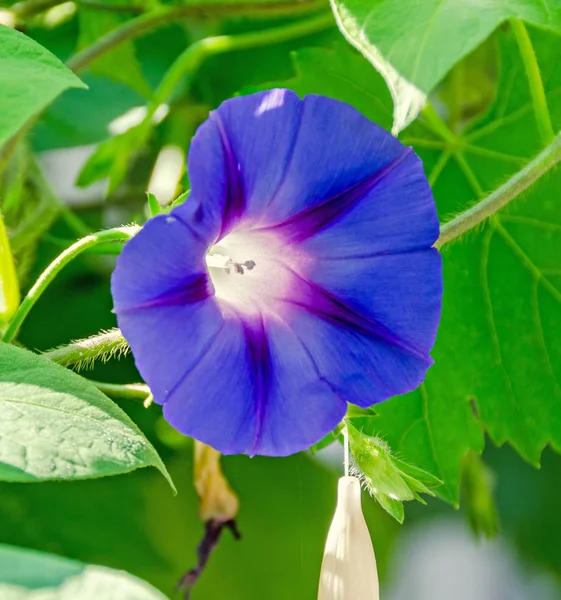 Ipomoea purpurea mauve flower, the purple, tall — Stock Photo, Image