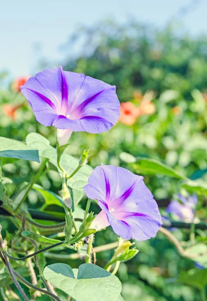 Ipomoea purpurea lila květina, lila, vysoký nebo společné ráno — Stock fotografie