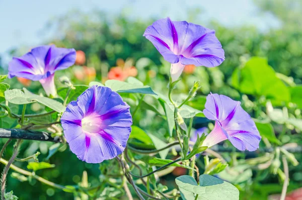 Ipomoea purpurea lila květina, lila, vysoký nebo společné ráno — Stock fotografie