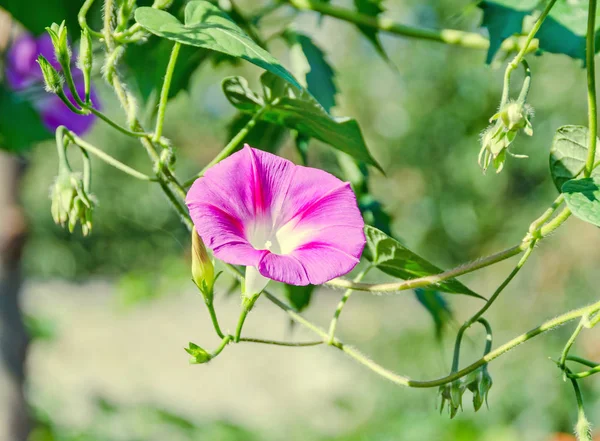 Ipomoea purpurea růžový květ, fialová, vysoký nebo společné ráno — Stock fotografie