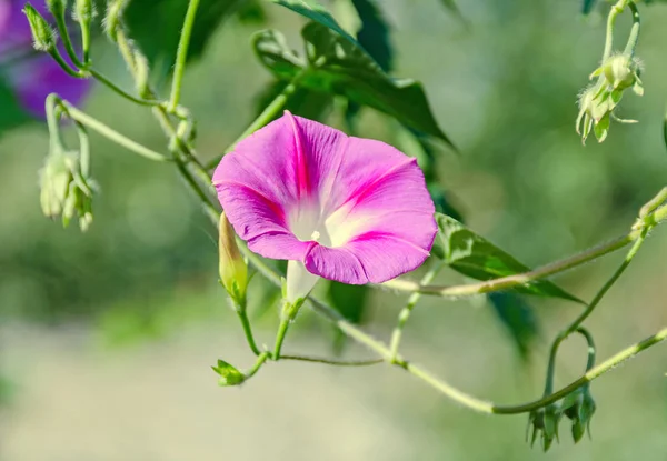 Ipomoea purpurea růžový květ, fialová, vysoký nebo společné ráno — Stock fotografie