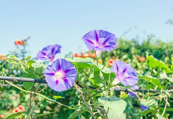 Ipomoea purpurea lila květina, lila, vysoký nebo společné ráno — Stock fotografie