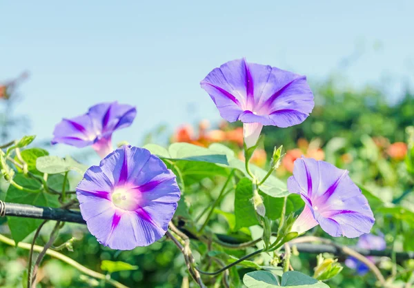 Ipomoea purpurea lila květina, lila, vysoký nebo společné ráno — Stock fotografie