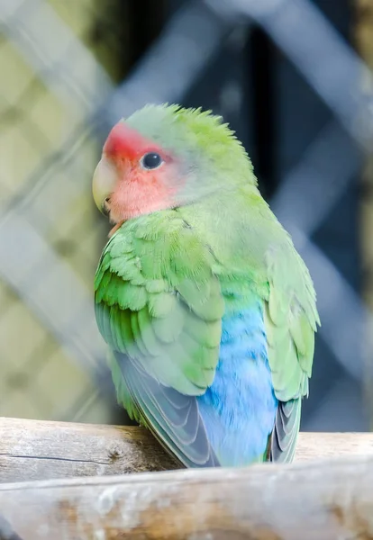 Vibrant colored parrot at the zoo garden, fence,  sitting, close — Stock Photo, Image