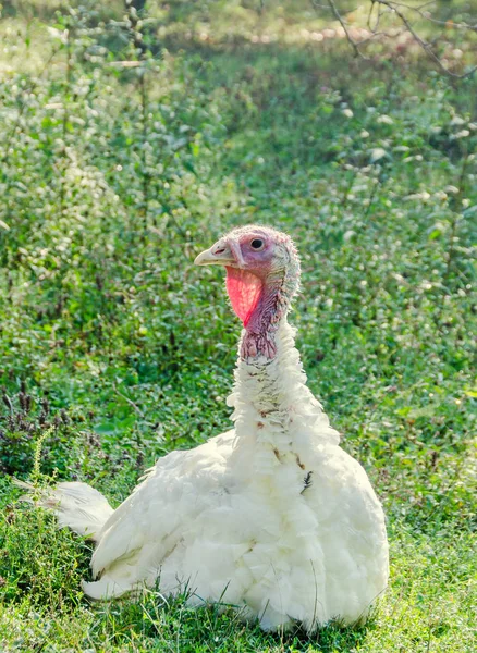 Witte Turkije vogel, close-up, openlucht, zonnestralen licht, platteland — Stockfoto