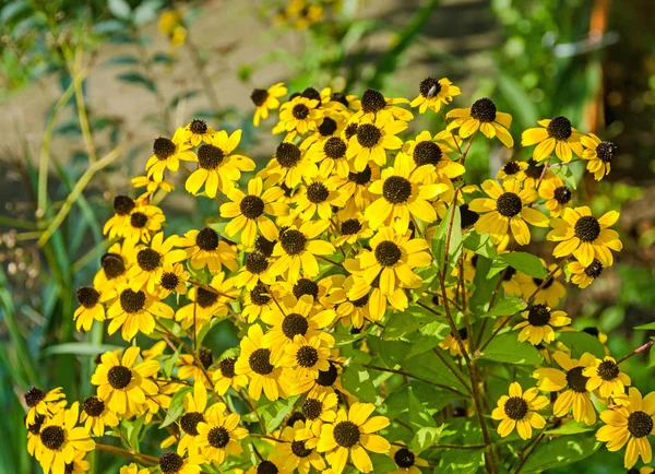 Rudbeckia triloba flores amarelas (browneyed Susan, de olhos castanhos Susan — Fotografia de Stock