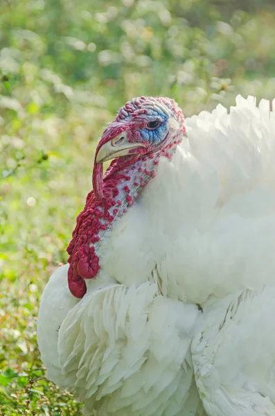 Witte Turkije vogel, close-up, openlucht, zonnestralen licht, platteland — Stockfoto