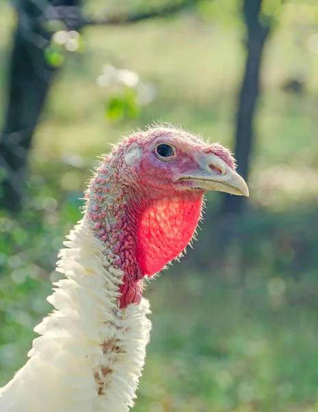 White turkey head bird, close up, outdoor, sun rays light — Stock Photo, Image