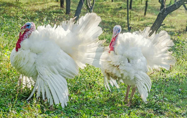 White turkey bird, close up, outdoor, sun rays light, country side — Stock Photo, Image